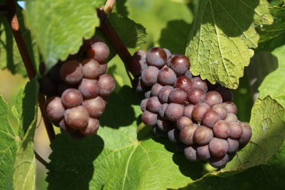 Pinot Gris